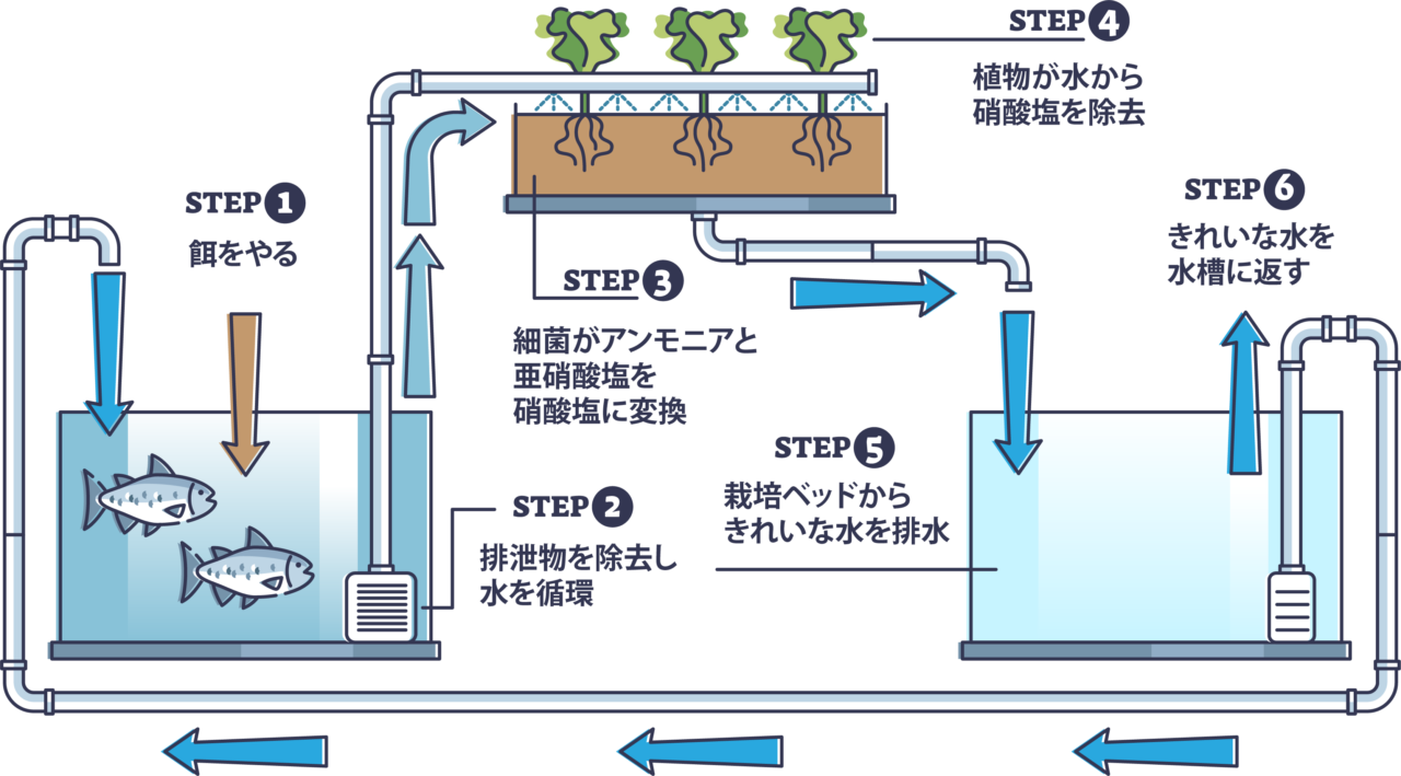 アクアポニックスのしくみ