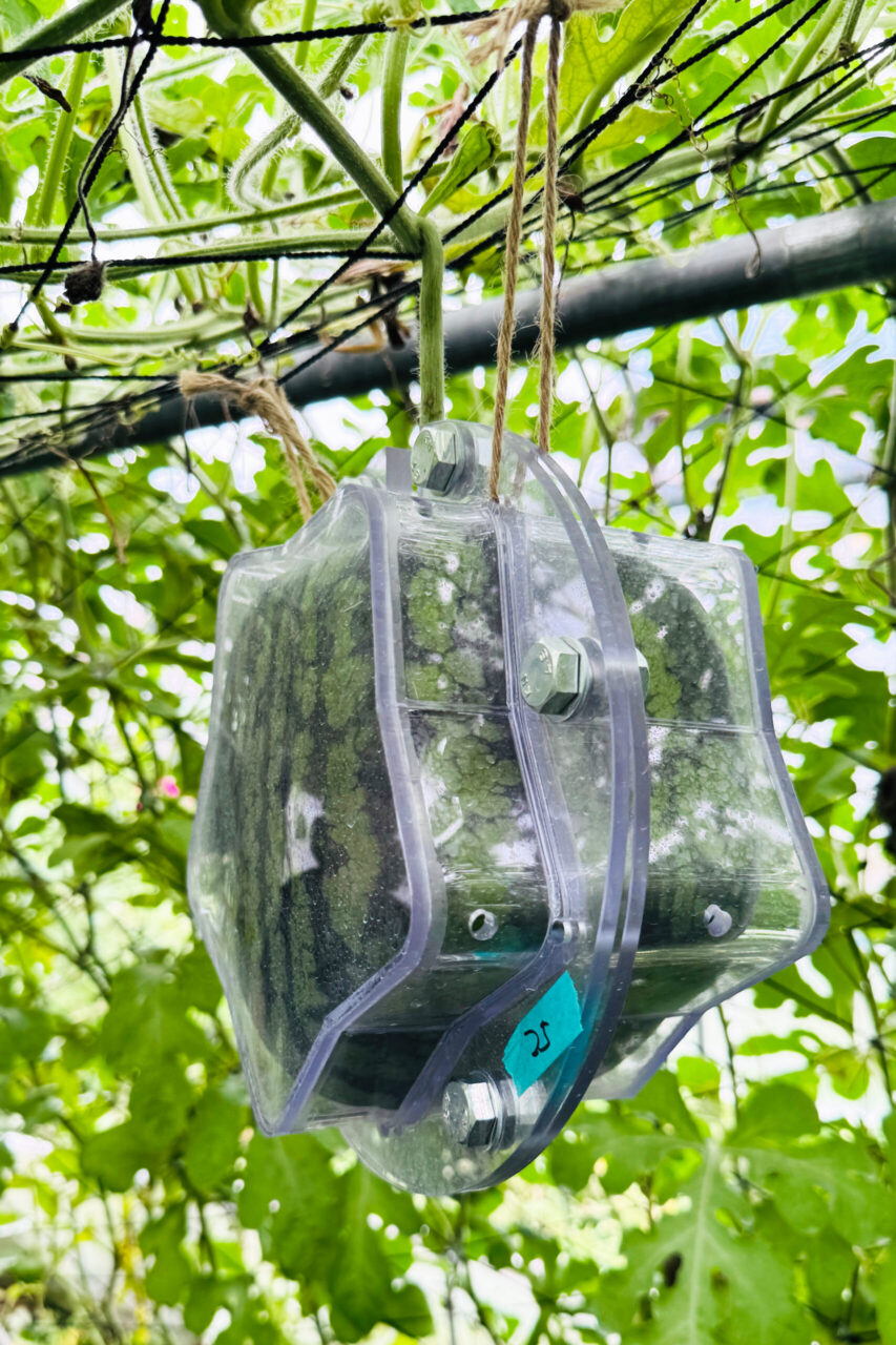 星型型枠